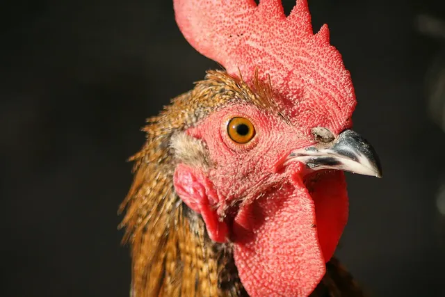 Half Chicken