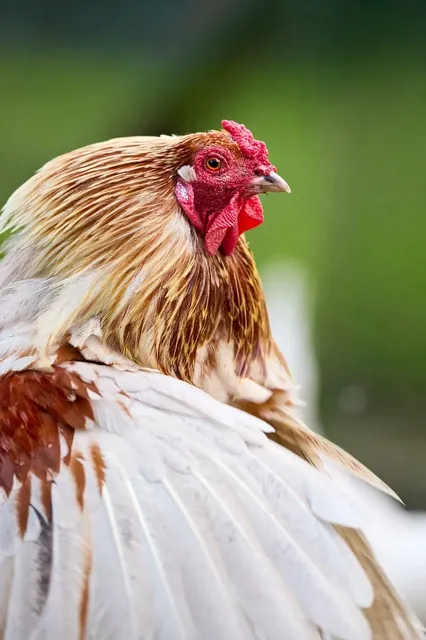 Organic Chicken Broth